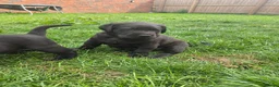 Labrador Retriever dogs for sale: Black KC registered labradors for sale  in Wellingborough - Advert 10