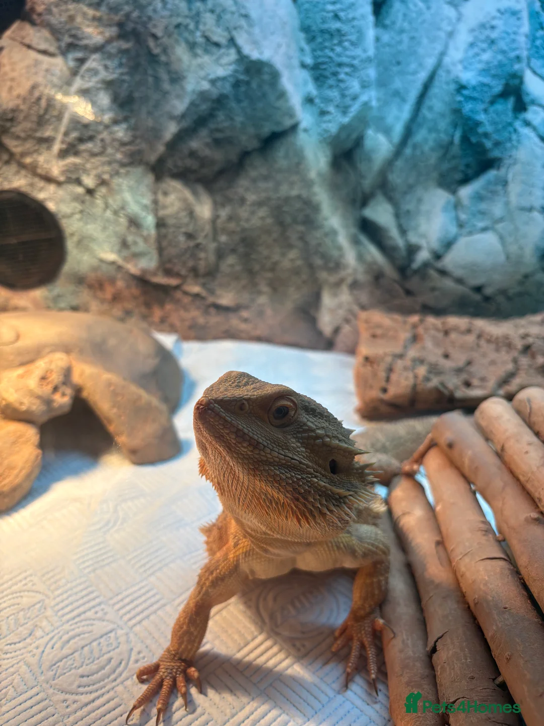 Bearded Dragon reptiles for sale: Male Bearded Dragon in Harwich - Advert 2