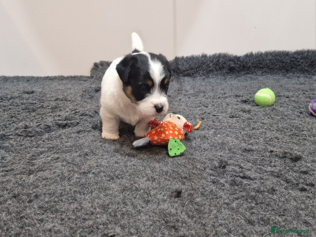 Jack Russell dogs for sale: KC Reg Jack Russell Pups,Parents DNA health tested - Image 9