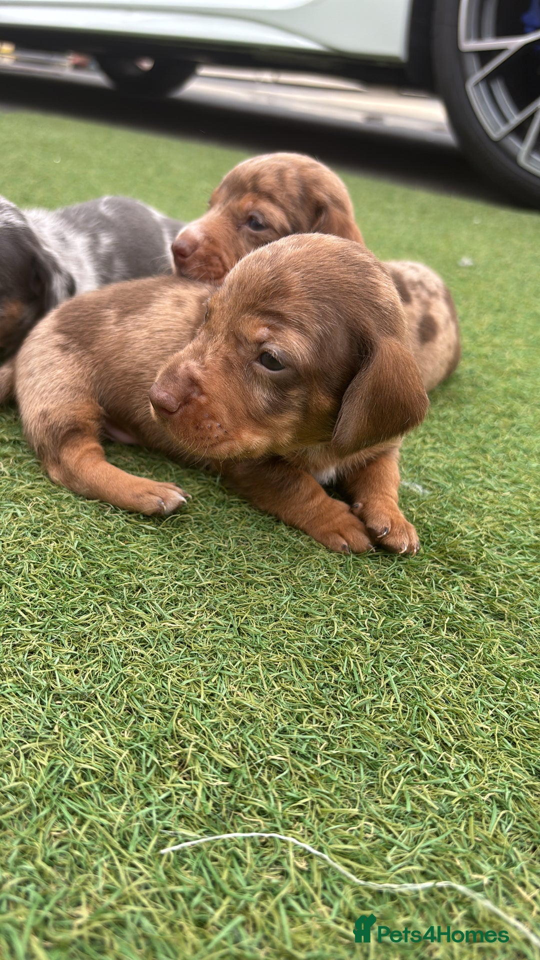 Miniature Dachshund dogs for sale: Miniature dachshund puppy’s TO LEAVE NOW in Luton - Image 9