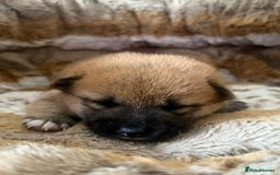 Japanese Shiba Inu dogs for sale: 🧡🦊 Beautiful K.C Shiba Inu Puppies Ready Soon - Image 12