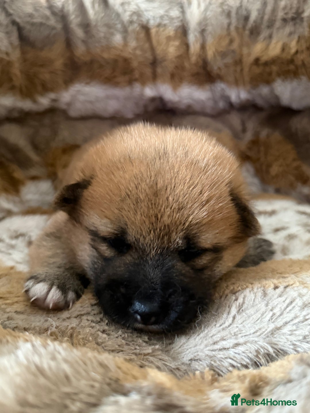 Japanese Shiba Inu dogs for sale: 🧡🦊 Beautiful K.C Shiba Inu Puppies Ready Soon - Image 12