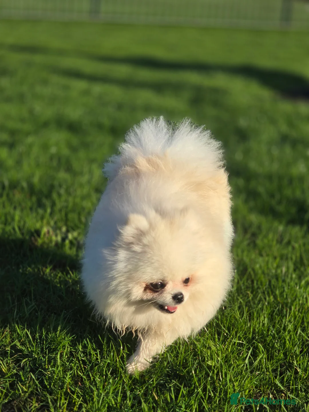 Pomeranian dogs for stud: 🌟 PREMIUM STUD SERVICE: "KIMCHI" 🌟 - Advert 15