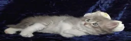 Siberian cats for sale: GCCF Registered Siberian Kitten For Sale  - Advert 21