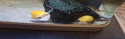 Snails fish for sale: Breeding Adult Gold Mystery Snails - Advert 2