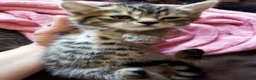 Bengal cats for sale: Beautiful kitten ready for new home 🐾🐈 - Advert 19