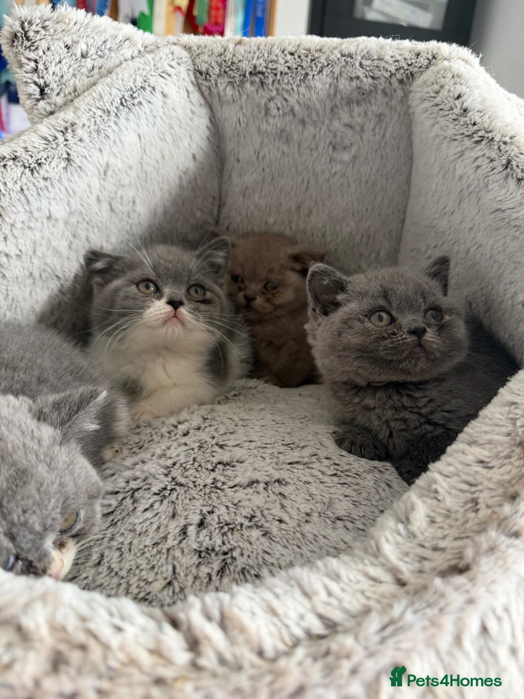 British Shorthair cats for sale: 🐾 Beautiful British Shorthair Kittens 🐾 - Advert 14