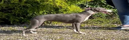 Whippet dogs for sale: Retiring blue & white whippet show girl available - Advert 5