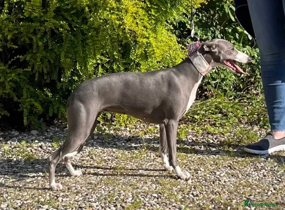 Whippet dogs for sale: Retiring blue & white whippet show girl available - Advert 5