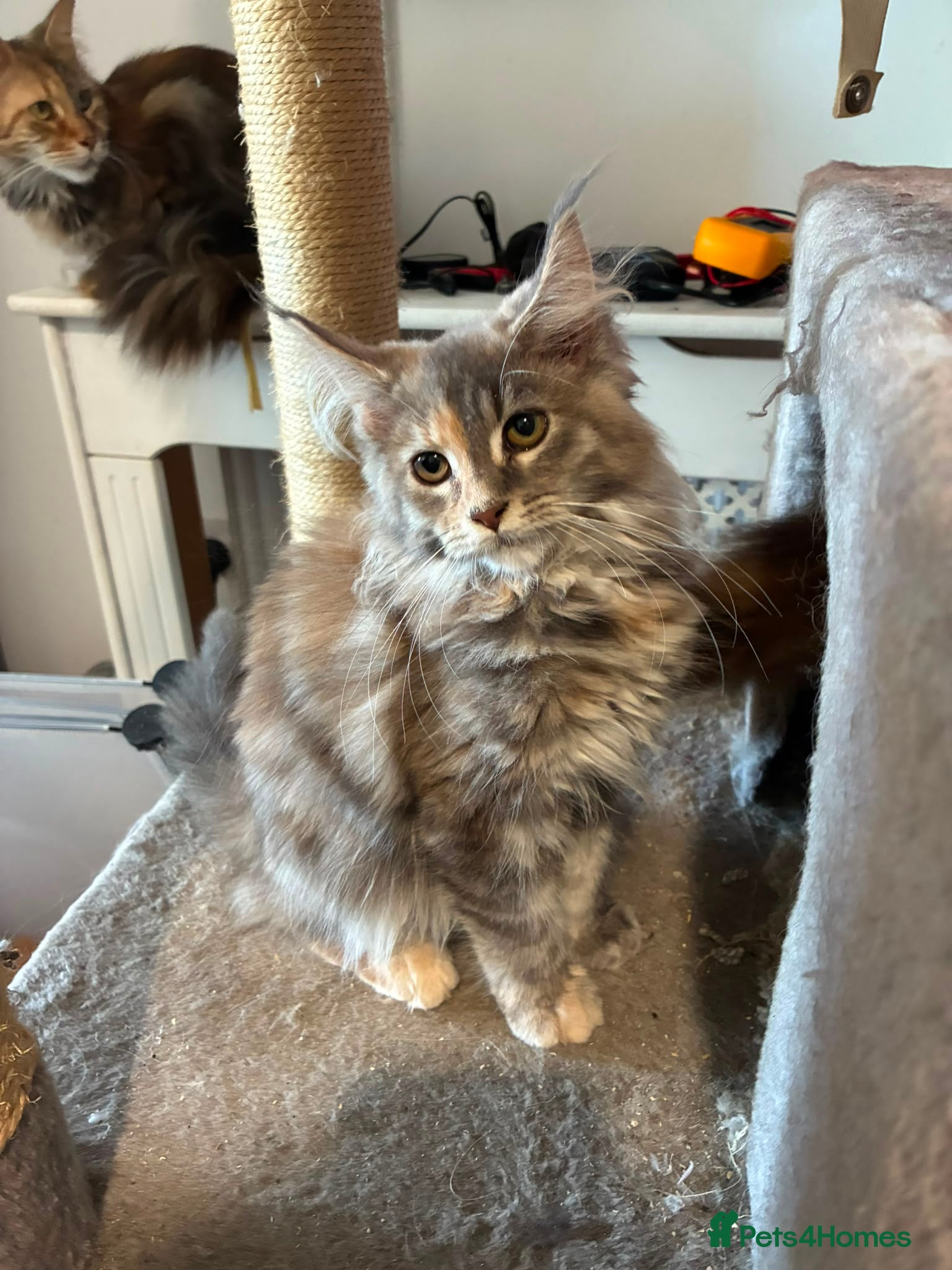 Maine Coon cats Maine coon kittens - Advert 4