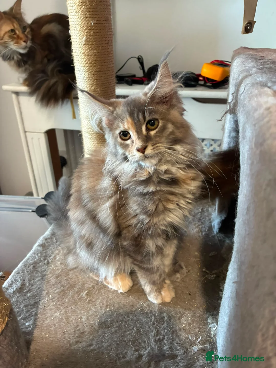 Maine Coon cats for sale: Maine coon kittens - Advert 1