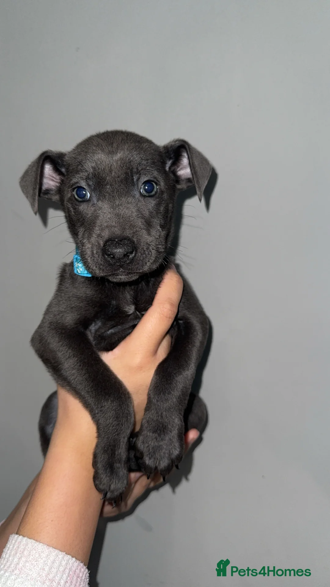 Mixed Breed dogs for sale: Female puppies  - Advert 7