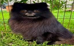 Pomeranian dogs for adoption: Prince, Romeo and Smokey - Image 2