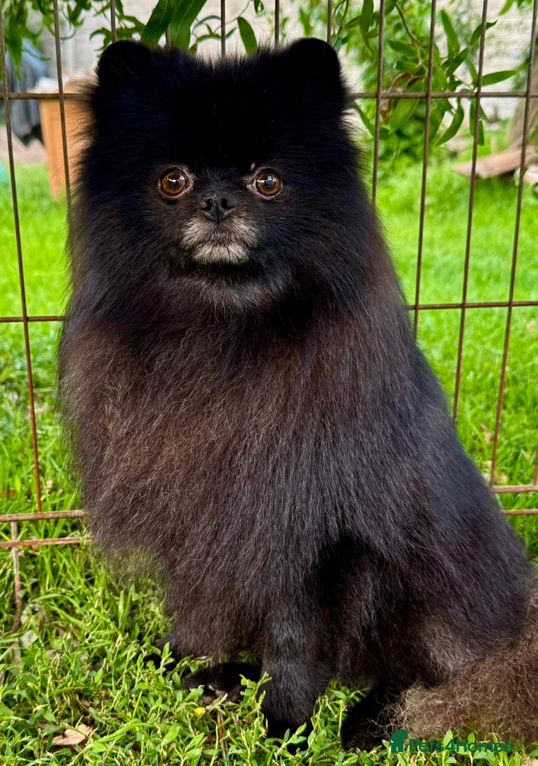 Pomeranian dogs for adoption: Prince, Romeo and Smokey - Image 2