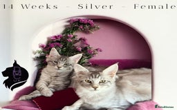 Maine Coon cats for sale: Ready Now- 2 Silver Female Pedigree Maine Coons - Image 5