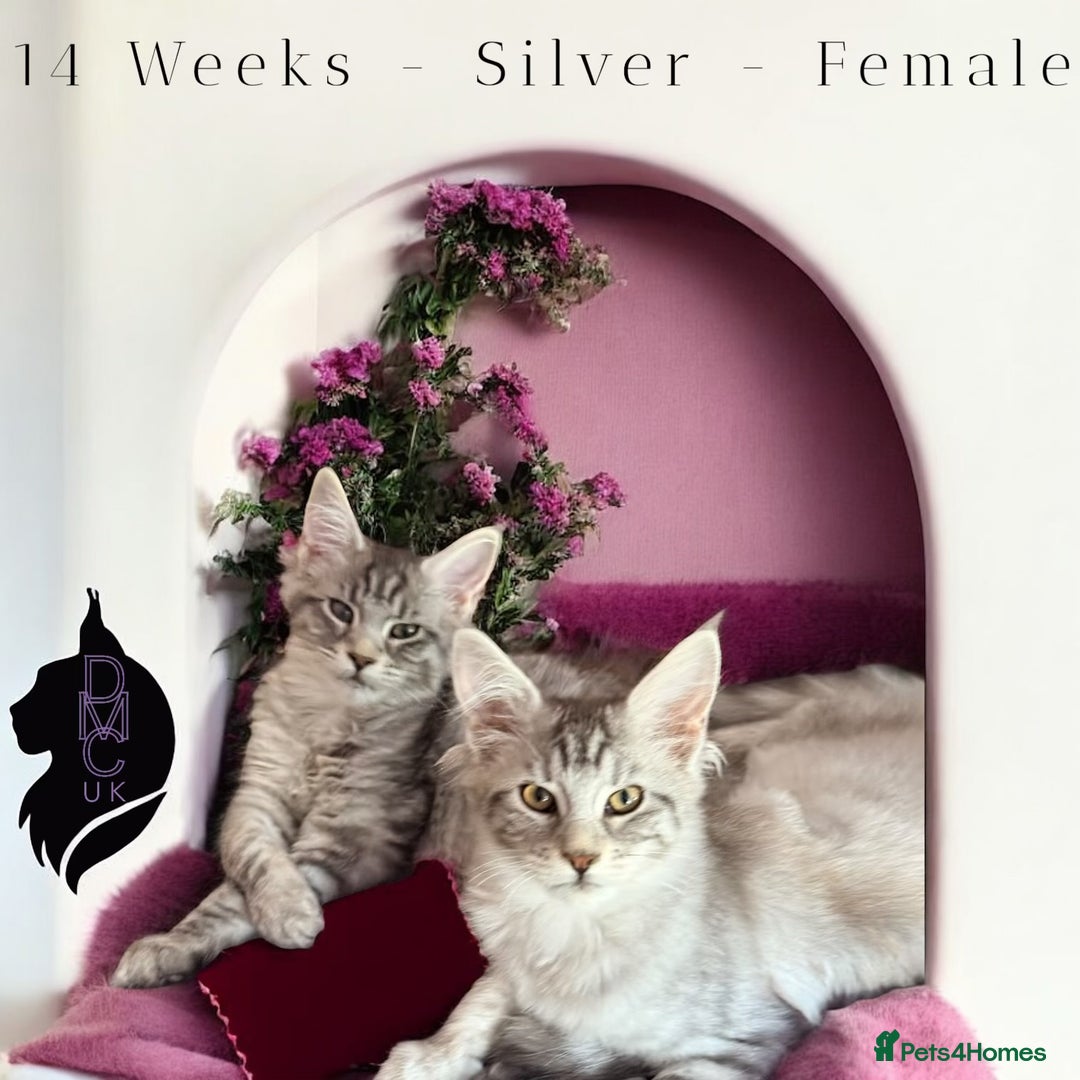 Maine Coon cats for sale: Ready Now- 2 Silver Female Pedigree Maine Coons - Image 5