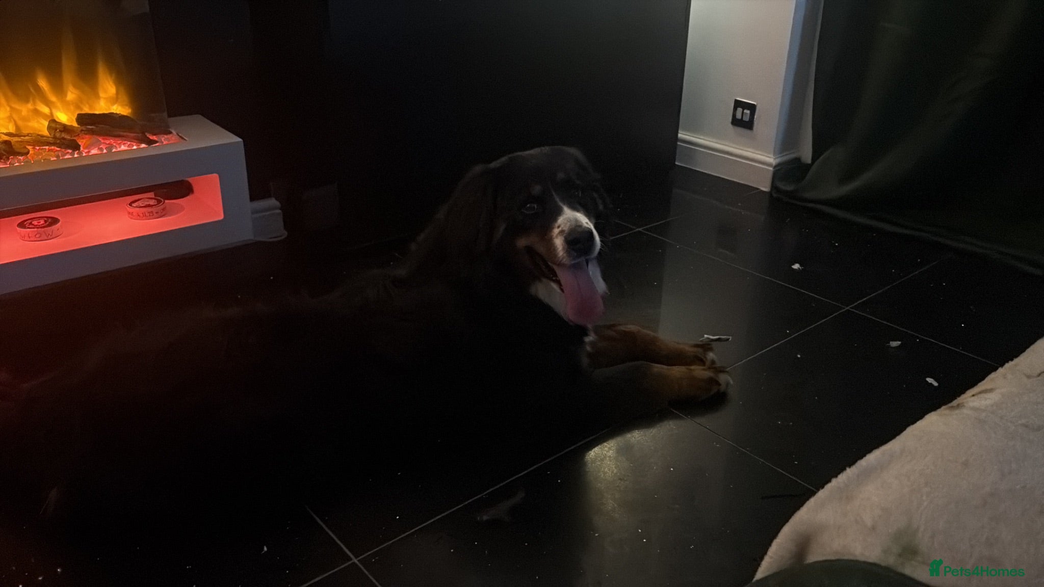 Bernese Mountain Dog dogs Female Bernese mountain dog  - Advert 2