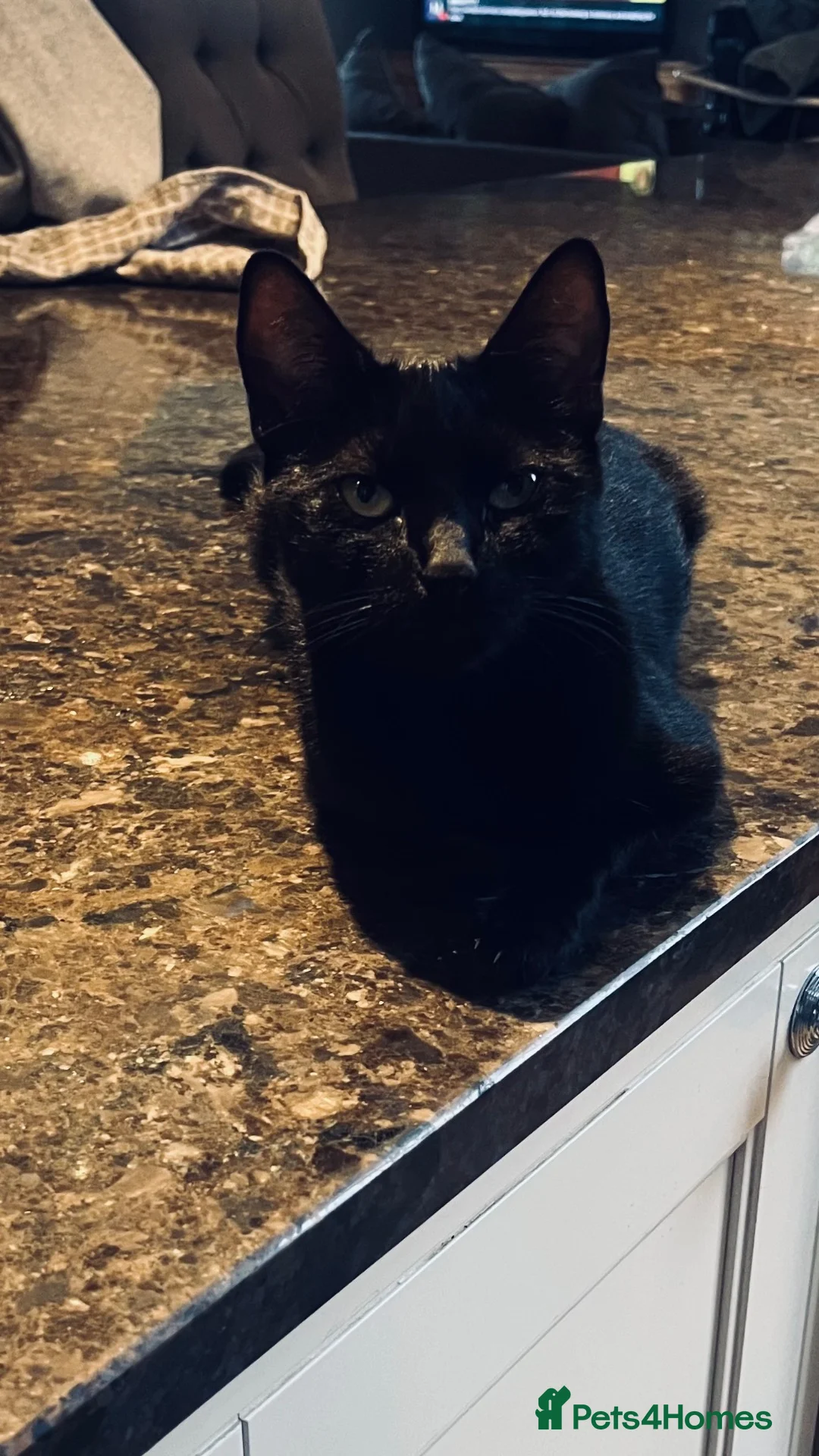Mixed Breed cats for sale: 6 adorable black kittens for sale - Advert 2