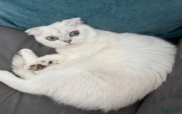 Scottish Fold cats for sale: White Scottish Fold Female looking for loving home - Image 6
