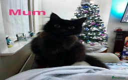 Ragcoon cats for sale: Ragdoll cross Maine coon - Image 2