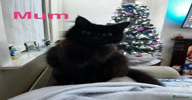 Ragcoon cats - Advert 9