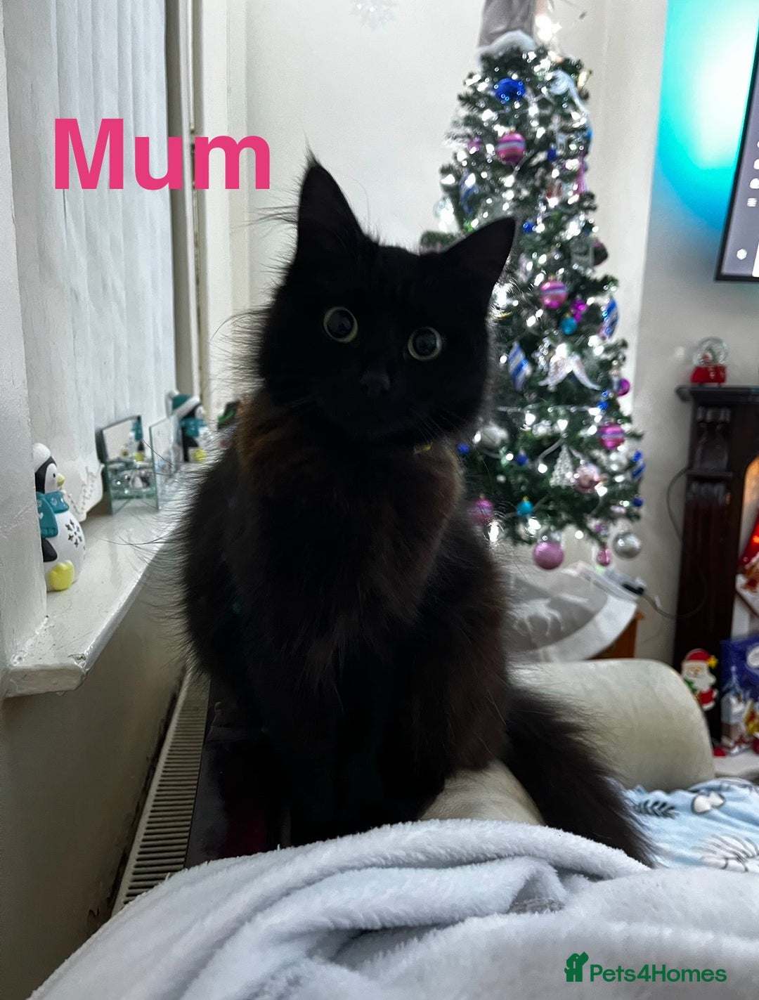 Ragcoon cats for sale: Ragdoll cross Maine coon - Image 2