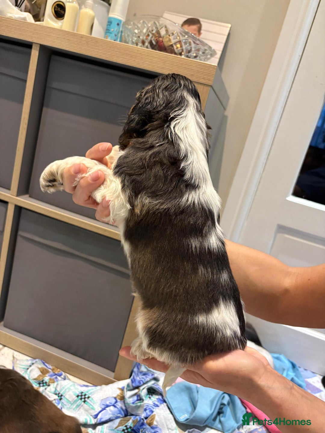 Cocker Spaniel dogs for sale: Pure show type KC reg DNA health test  - Advert 9