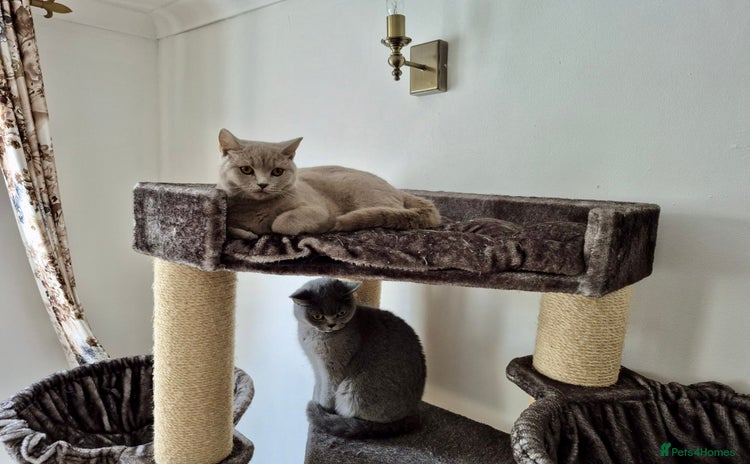 British Shorthair cats - Advert 18