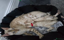 Bengal cats for sale: BLUE EYE SNOW BENGAL LYNC TICA ACTIVE - Image 17
