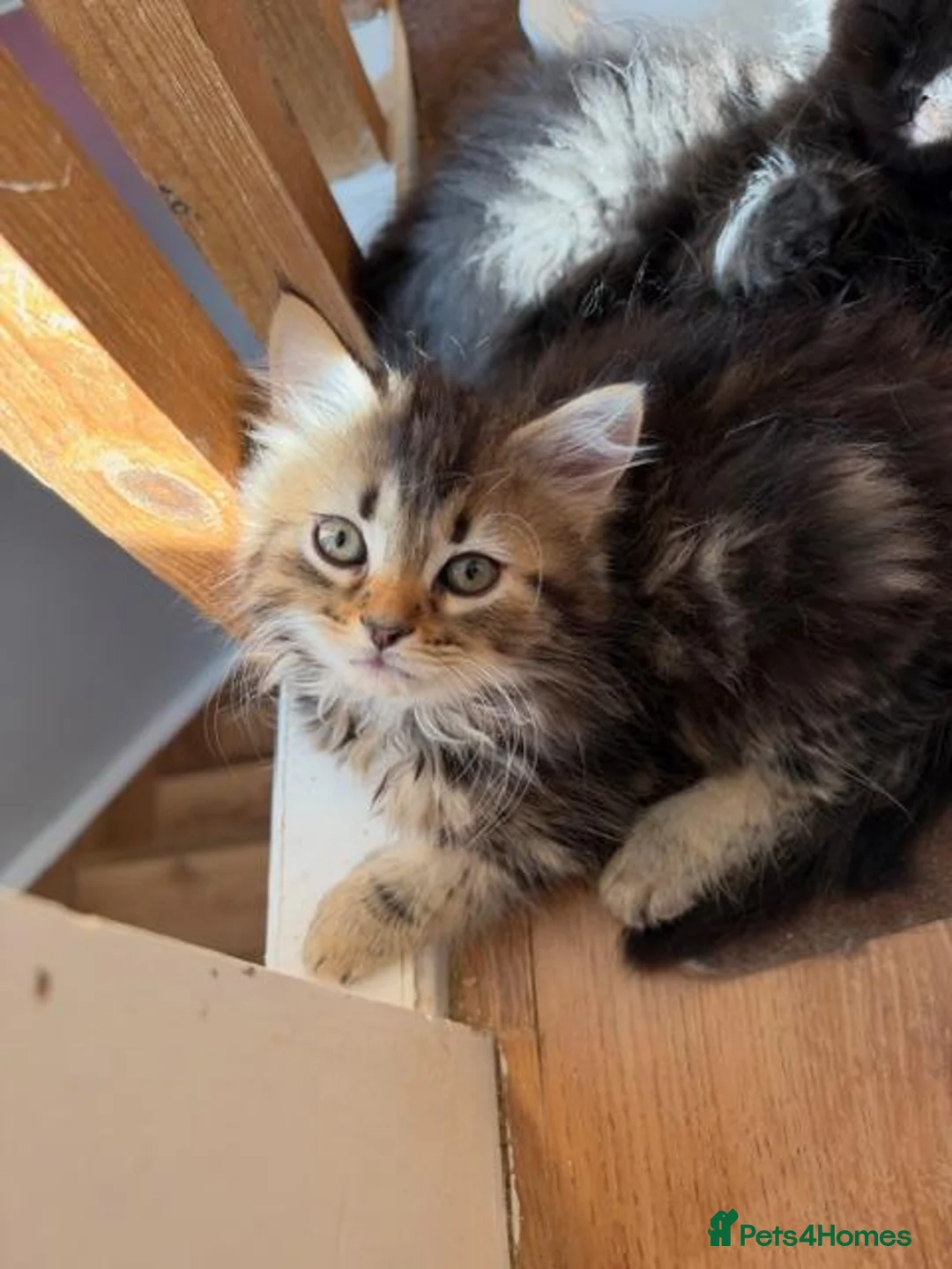 Mixed Breed cats for sale: Beautiful Persian Cross kittens for sale - Advert 13
