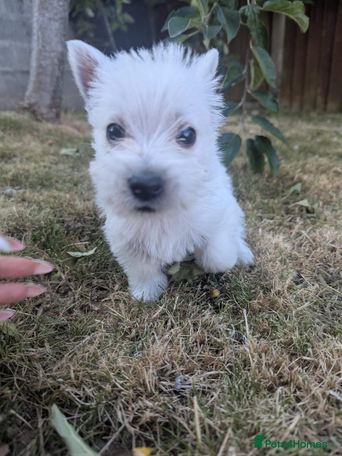West Highland Terrier dogs Pedigree Westies - Advert 1