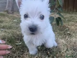 West Highland Terrier dogs Pedigree Westies - Advert 1