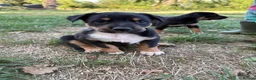 Australian Kelpie dogs for sale: Kelpie cross Collies in Launceston - Advert 9