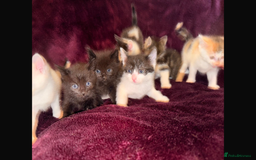 Mixed Breed cats for sale: 8 Adorable Kittens  - Image 18