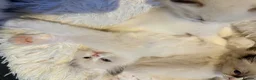 Ragdoll cats for sale: GCCF Ragdoll Kittens Championlines  - Advert 18