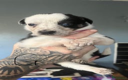 Border Collie dogs for sale: Border collie puppies - Image 2