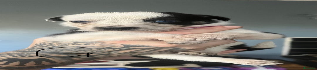 Border Collie Puppy 5