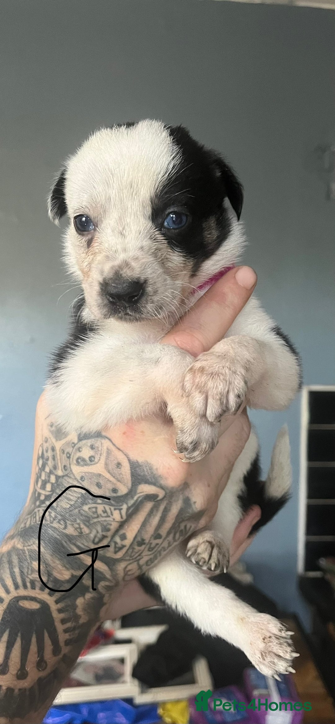 Border Collie dogs for sale: Border collie puppies - Image 2
