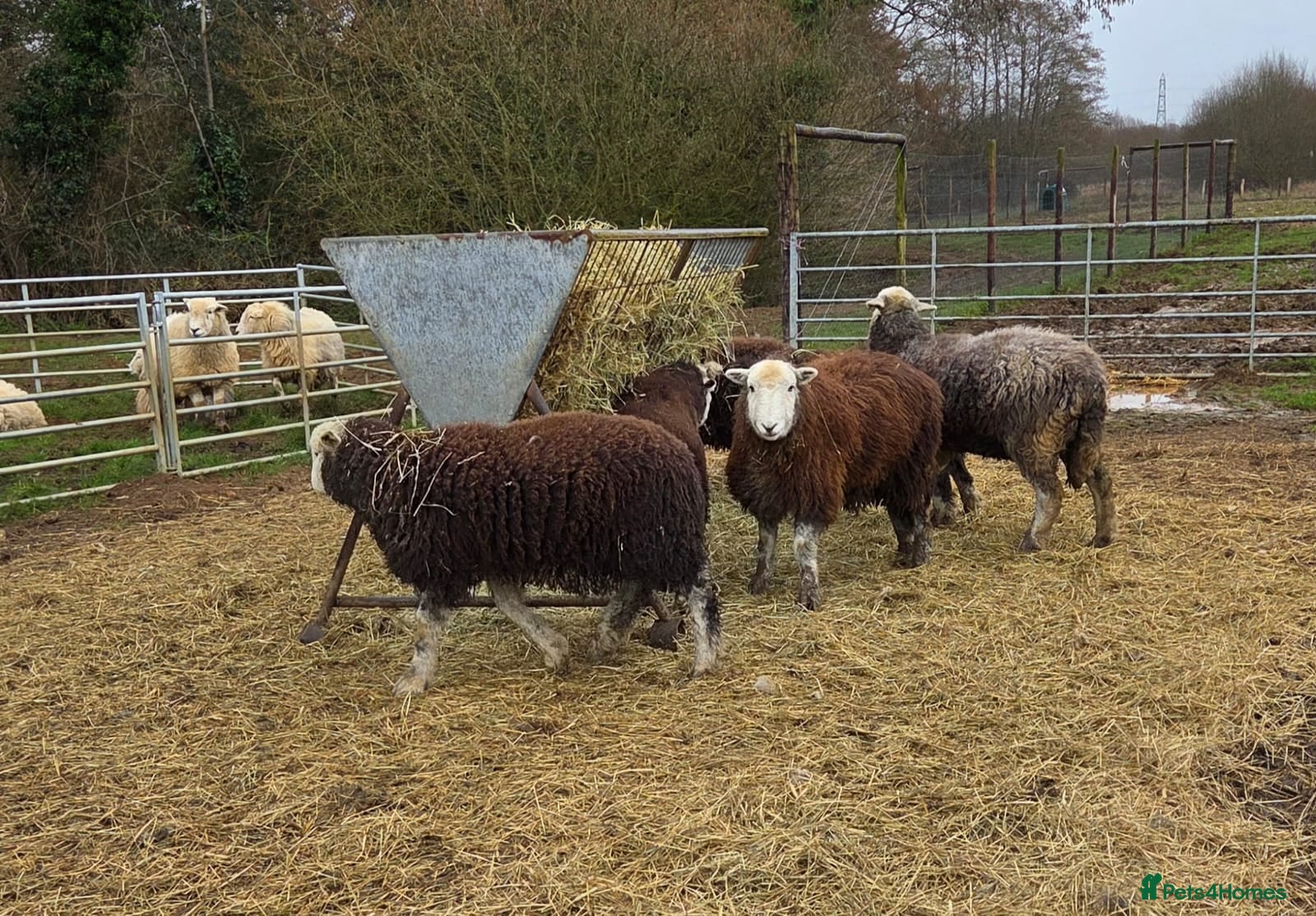Sheep livestock 2025 Herdwick Ewe Lambs  - Advert 1