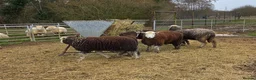 Sheep livestock for sale: 2025 Herdwick Ewe Lambs  - Advert 1