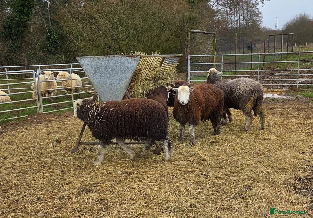 Sheep livestock for sale: 2025 Herdwick Ewe Lambs  - Advert 1
