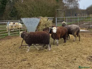 Sheep livestock for sale: 2025 Herdwick Ewe Lambs - Advert 4
