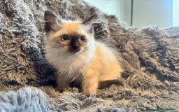 Ragdoll cats for sale: Gorgeous Pedigree Ragdolls  - Image 4