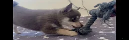 Pomsky dogs for sale: Blue & tan girl, green eyes & chocolate/Red nose - Advert 11