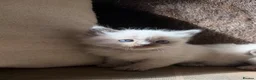 Ragdoll cats for sale: 3 gorgeous blue point male ragdolls. Ready now.  - Advert 12