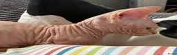 Sphynx cats for sale: Canadian Sphynx kittens READY NOW - Advert 15