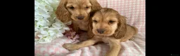 Cocker Spaniel dogs for sale: Show type cocker spaniel puppy’s  - Advert 5