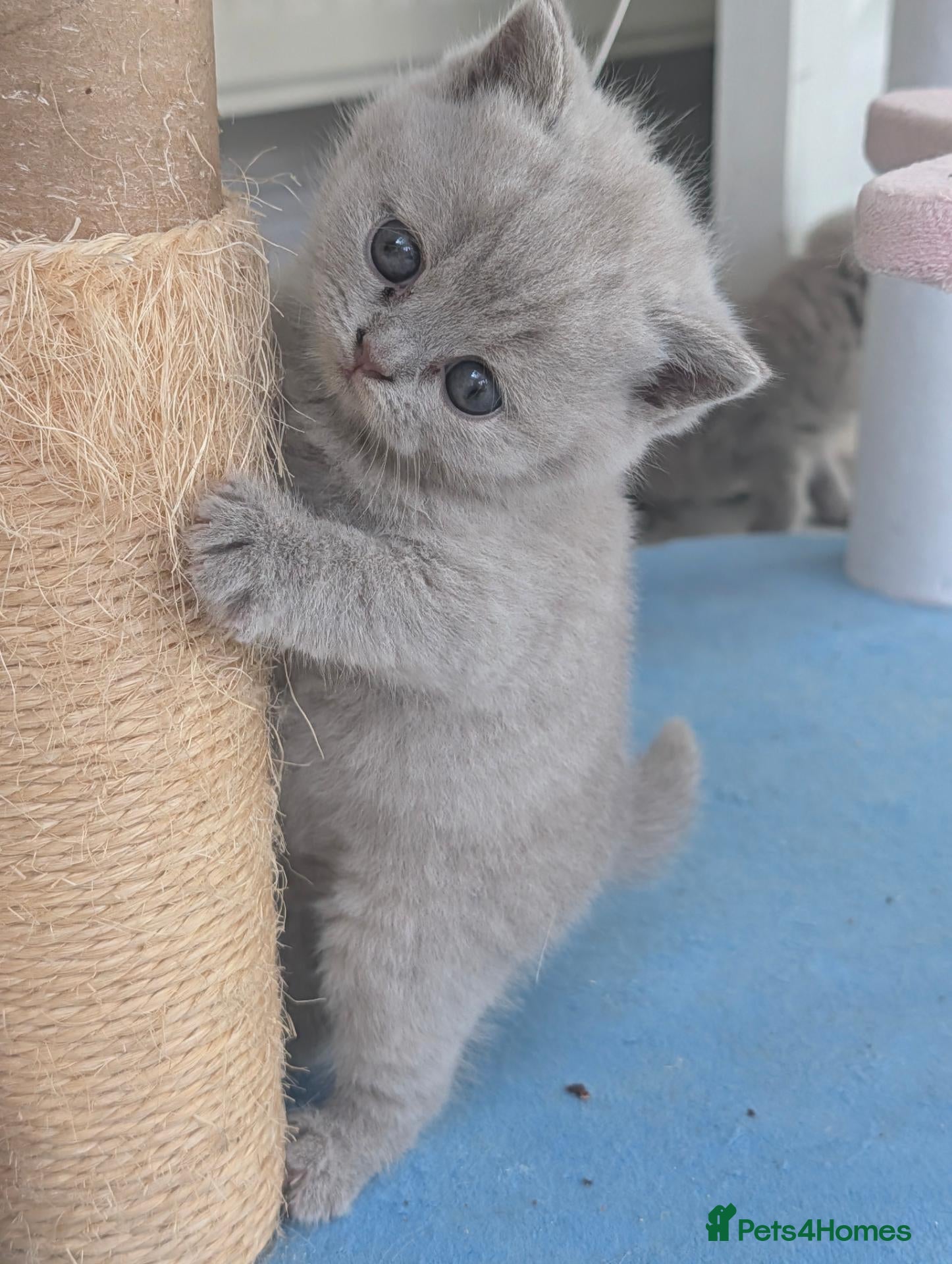 British Shorthair cats GCCF Registered British Shorthair Kittens - Advert 10