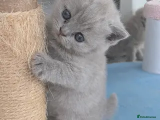 British Shorthair cats GCCF Registered British Shorthair Kittens - Advert 1