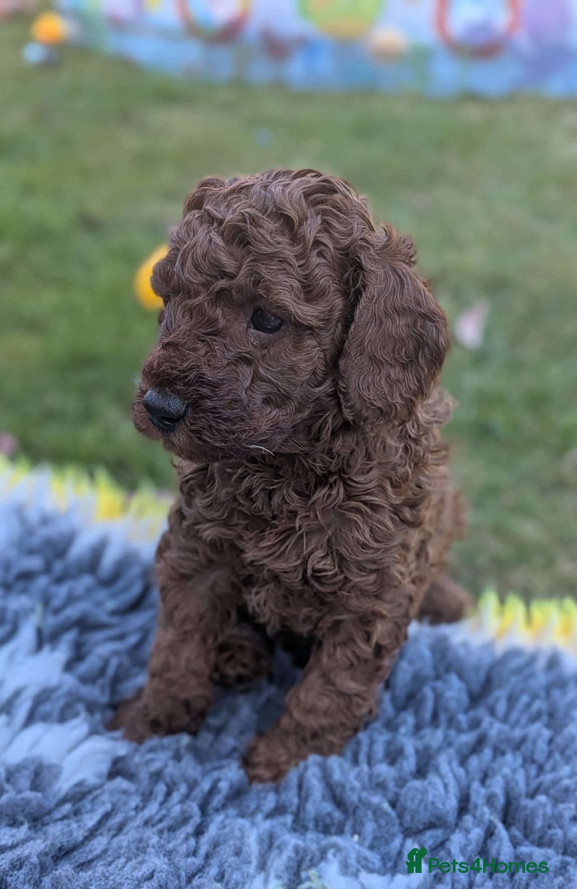 Cavapoo dogs Cavapoo Puppies Born to Steal Hearts - Advert 2